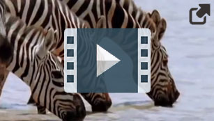 video screenshot - zebra's drinking water